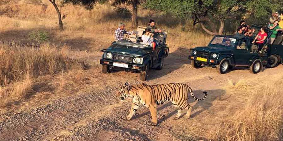 Corbett Jeep Safari