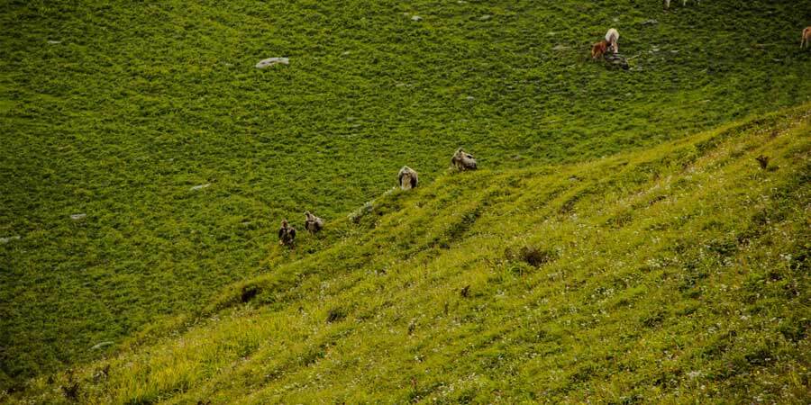 Dayara Bugyal Trek
