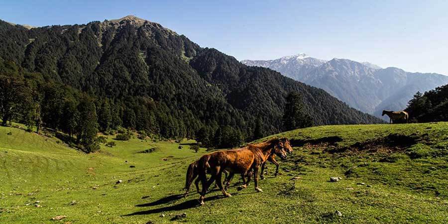 Dayara Bugyal Trek
