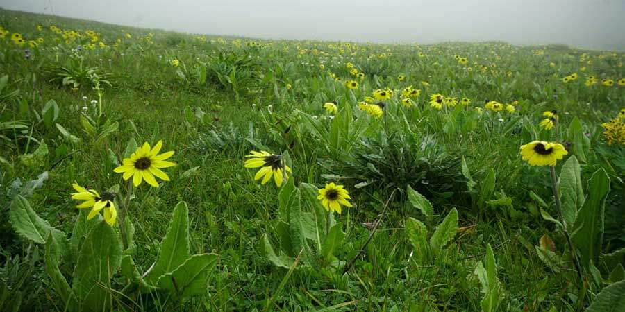 Valley Of Flowers Trek